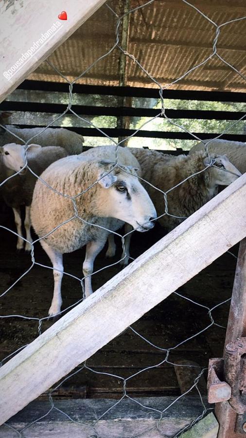 Pousada Pedra Da Mata Chales Na Montanha Munhoz 外观 照片